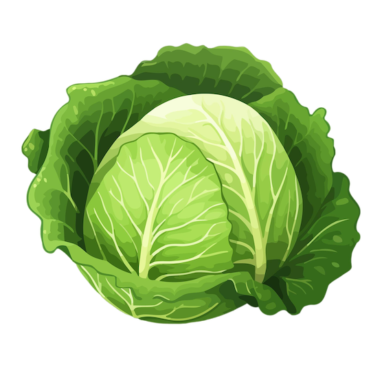 cabbage-image-cute-image-isolated-cabbage-vector-illustration